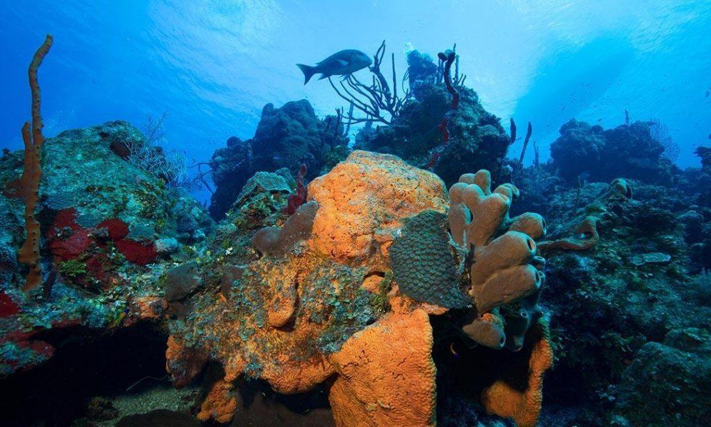 Cayman Dive Sites Living the Dream Divers